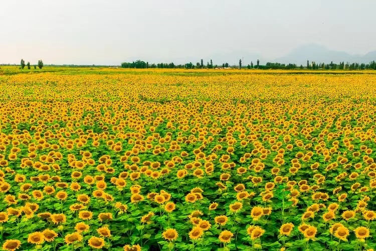 Stuff the granary  "Hetao Plain" "the granary of the deep desert"