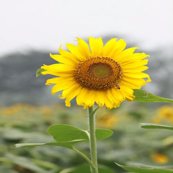 What does sunflower symbolize?