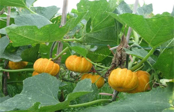 How to increase the yield of pumpkin seeds per acre?