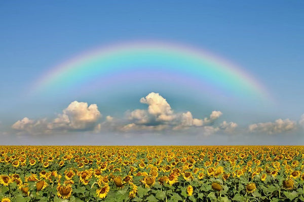 A good project to get rich in rural areas: planting sunflowers