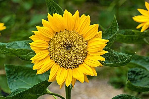 sunflowers seeds bloom
