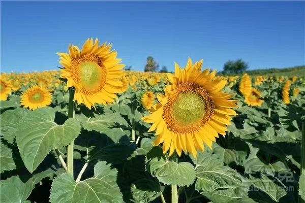 from China, sunflower seeds and kernals 