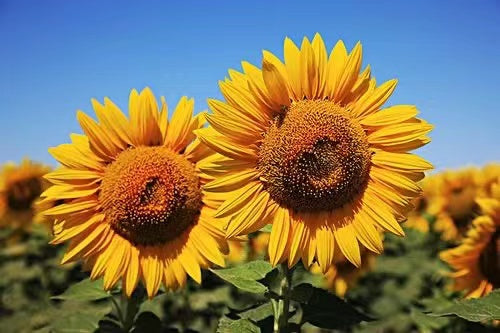 How to control sunflower borers during flowering period?