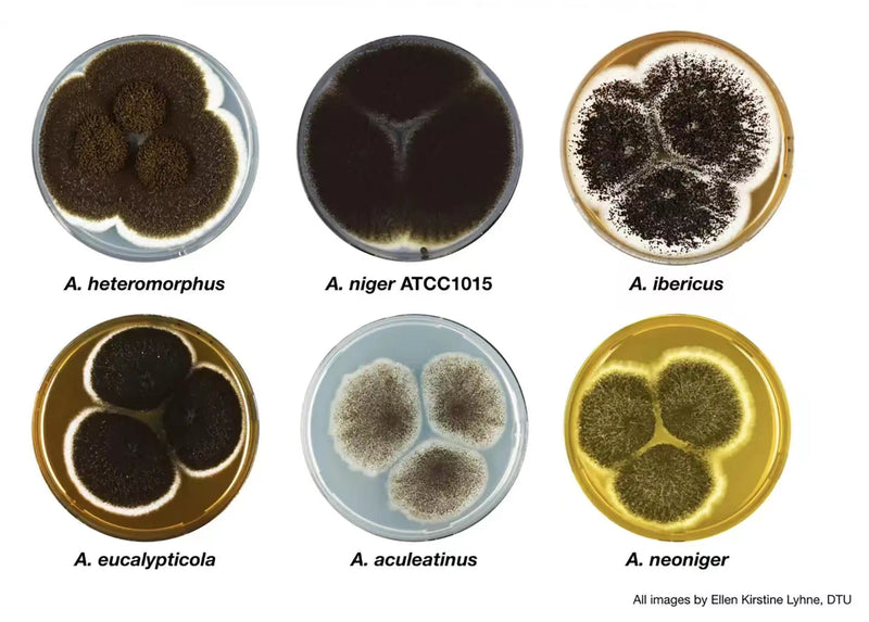 The EU plans to formulate the scope of use of the genetically modified Aspergillus niger strain food enzyme 3-phytase