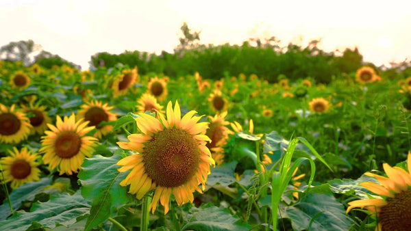 Technical plans for the prevention and control of major sunflower pests and diseases in 2024