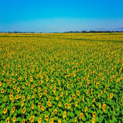 Wuyuan Sunflower