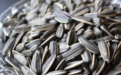 Quickly understand sunflower seeds “Meikui 5009”