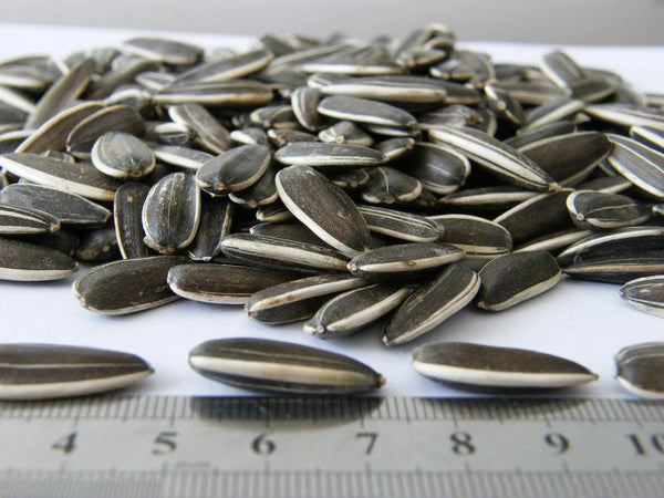 The therapeutic value of sunflower seeds