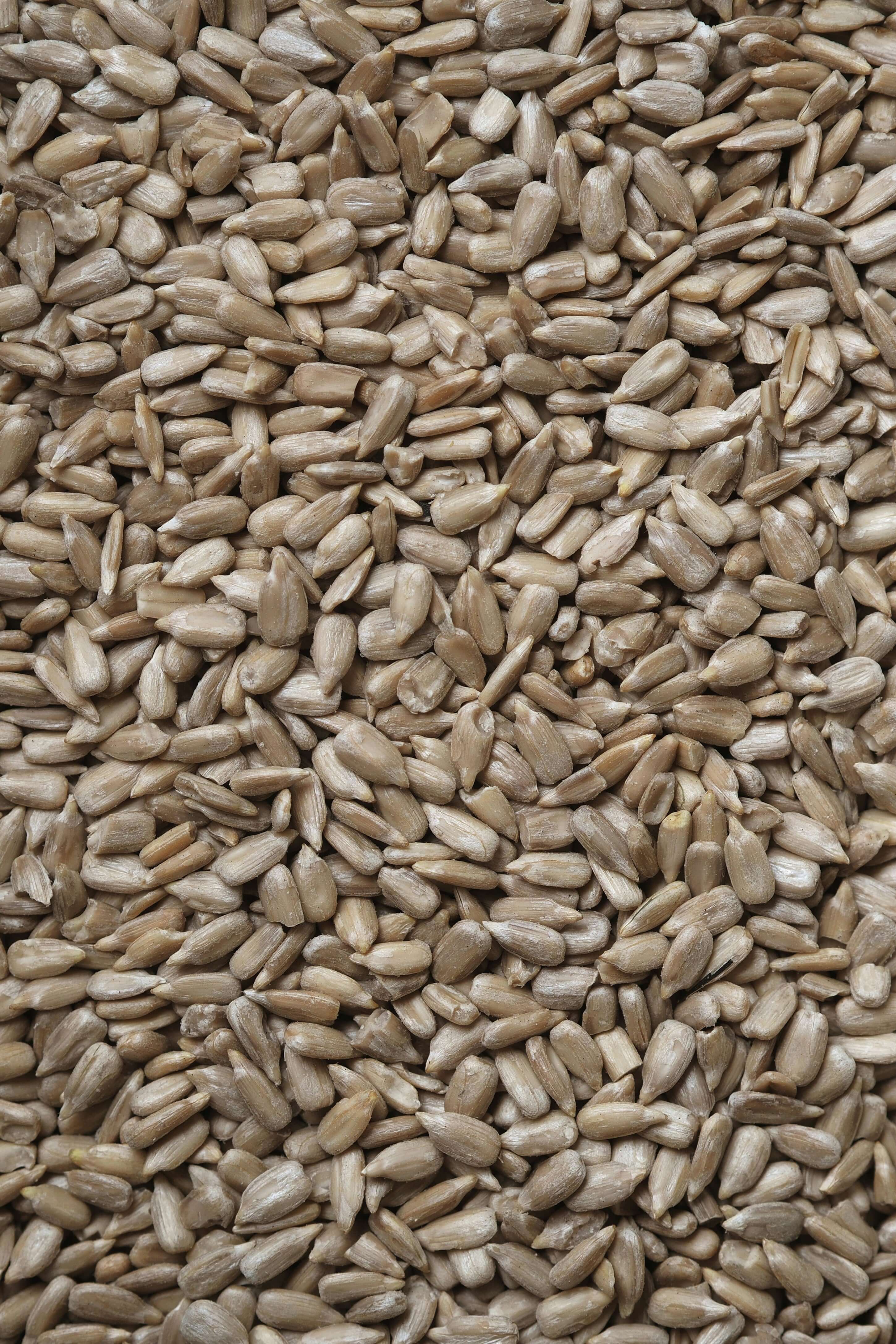 the sunflower seeds photo