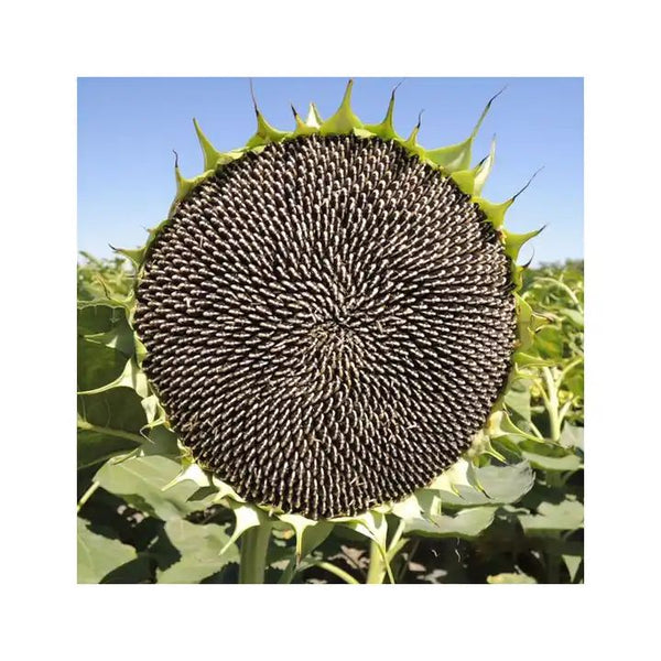 Sunflower is my favorite plant