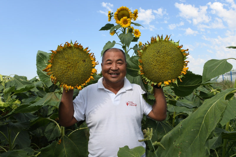 Wuyuan’s “password” for rural revitalization: small melon seeds support big industries, new ideas open up new markets