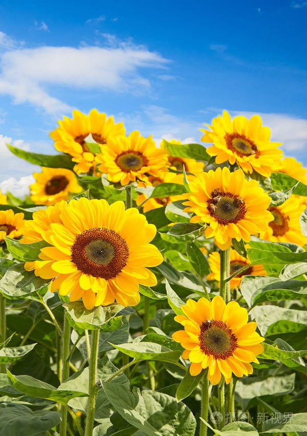 Do you know how sunflowers are grown - Lnnuts