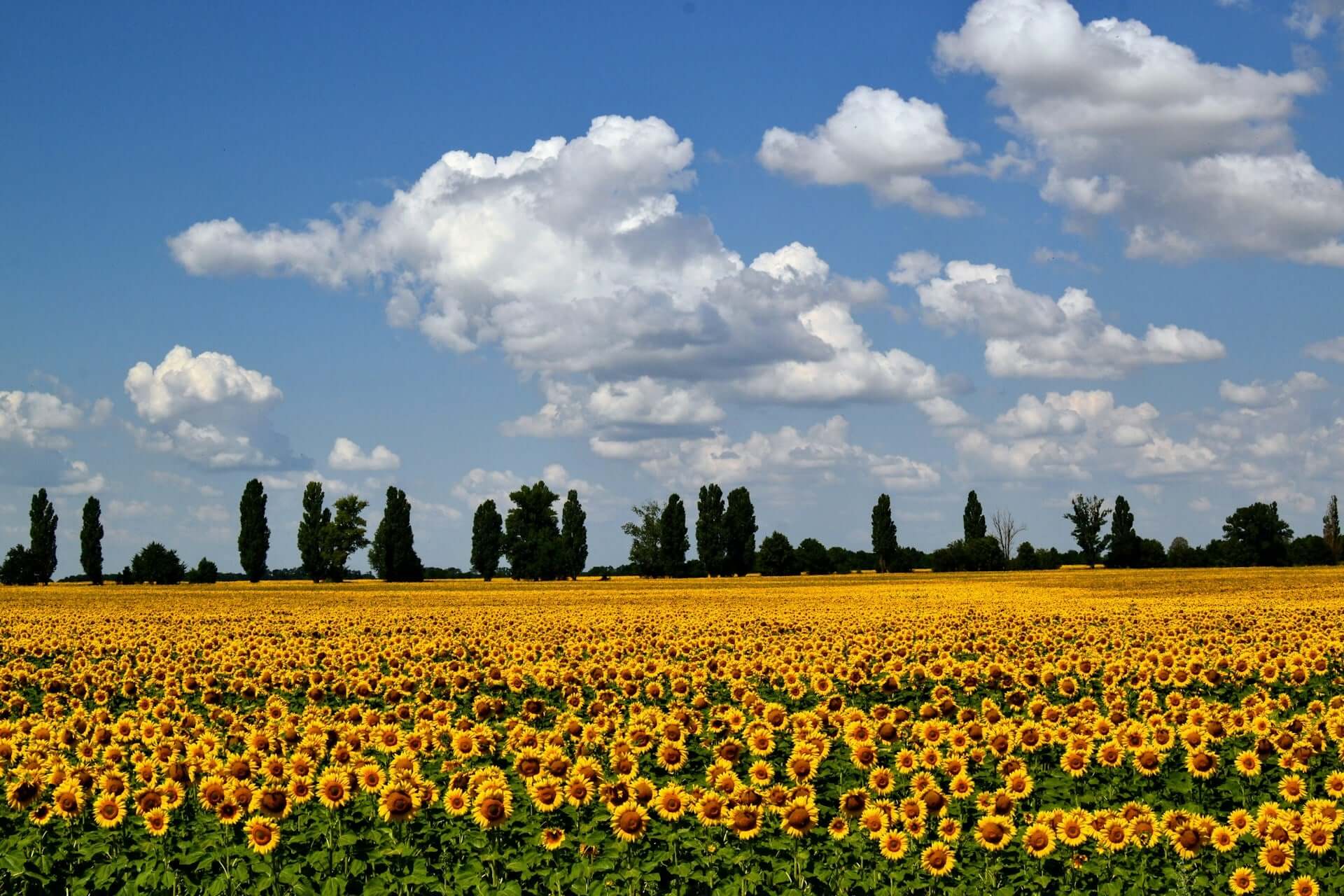 How is sunflower seed oil produced?