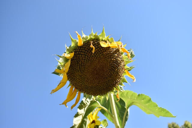 High-Quality Sunflower Seeds from Lnnuts Lee niuniu