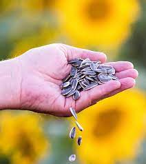 Nutritional value of Sunflower Seeds