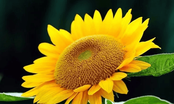 In 2022/23, Ukraine's sunflower seed production will be reduced by nearly 40% year on year - Lnnuts