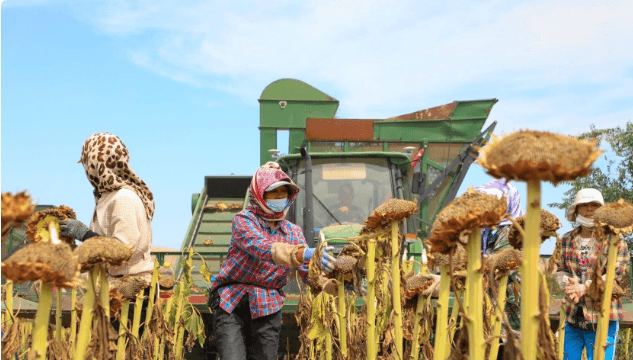 Sunflower blossoming open farmers laugh heartily - Lnnuts