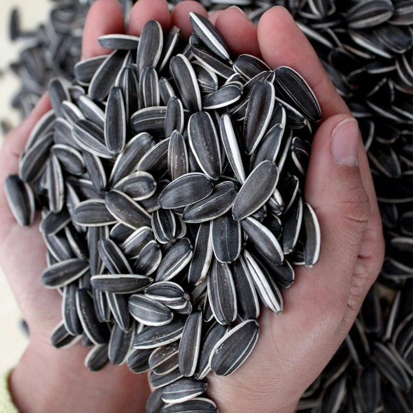The Best Sunflower Seeds in the World - Sunflower Seeds from Inner Mongolia, China - Lnnuts