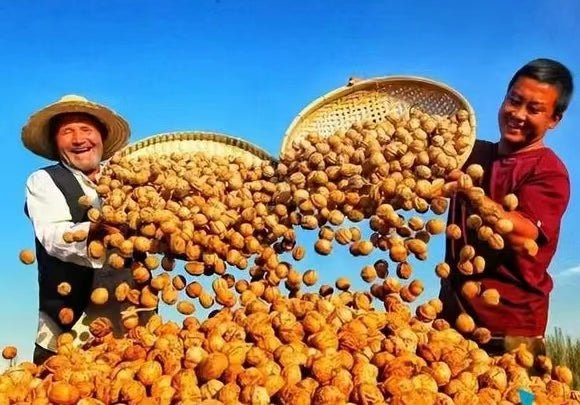 Why Xinjiang walnuts can monopolize the global market - Lnnuts