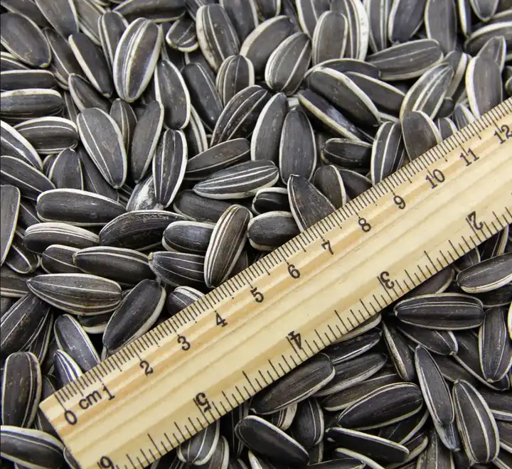 Sunflower Seeds From Inner Mongolia Factory direct High quality T5 sunflower seeds to eat