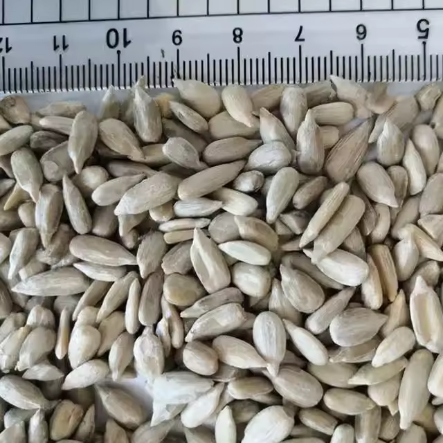 Inner Mongolia Wholesale Chinese Non GMO High Quality Good Price Organic Raw 363 Sunflower Seeds kernels