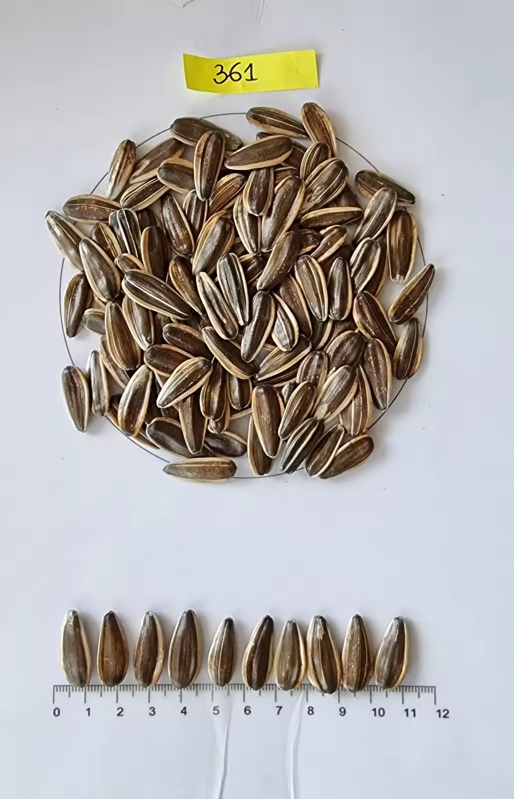 Bulk wholesale Sunflower Seeds Kernel/Sunflower Seeds from Inner Mongolia Li Niu Niu Food