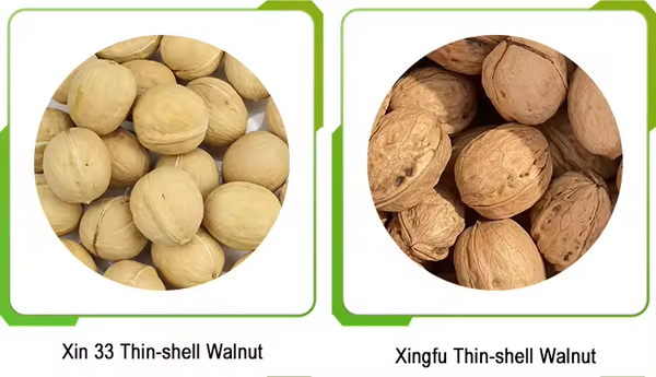 Wholesale Factory Price Xinjiang Xingfu Washed and Unwashed walnuts Lowest Price