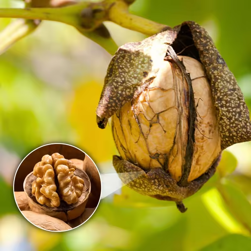 China Li Niu Niu Food Factory wholesale Top Quality Export Walnut Best Price Raw Dry Fruits Washed Walnuts