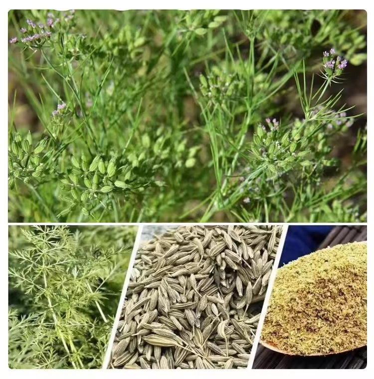 Indian cumin seed globally known for its Aromatic Flavourful Health benefits new crop 2024 wholesale supplier used for Cooking