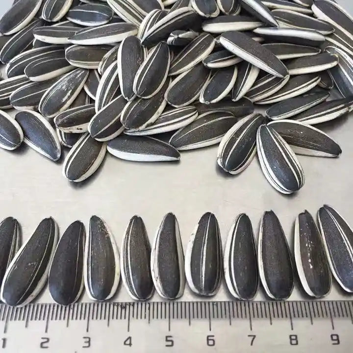 Wholesale bulk biggest size Raw Sunflower Seeds Black White 361 Amazon’s best-selling products