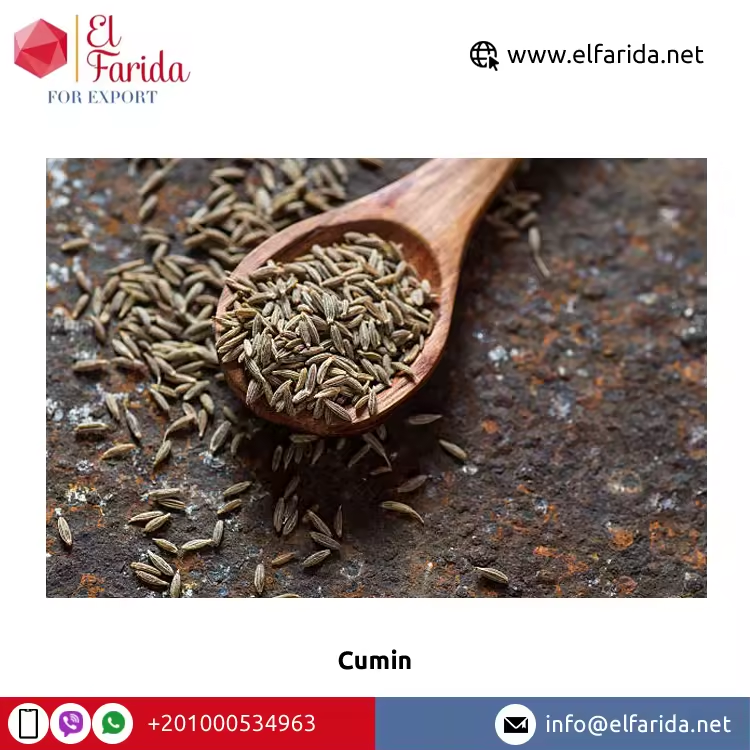 Factory wholesale Top Quality Export  Best Price whole cumin seeds