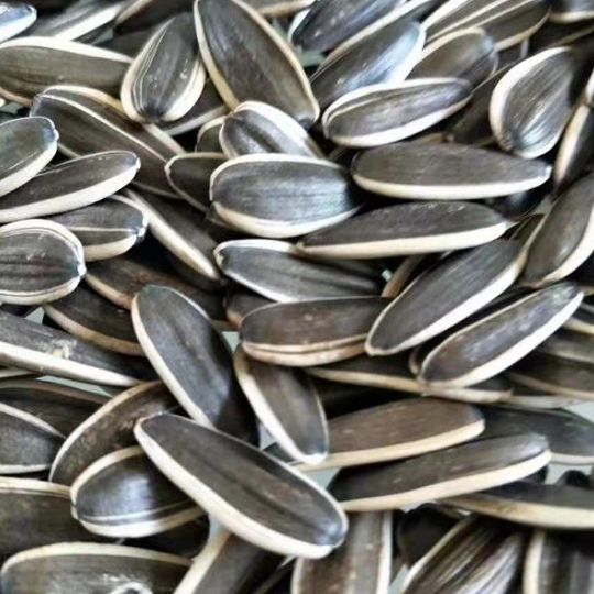  Pour Dry Roasted Sunflower Seeds