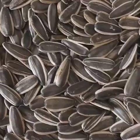 Raw Sunflower Seeds in Shell,  Fresh, Crunchy and Nutty Snack for on-the-go, Preservative-free, Great Source of Protein, Fiber, Essential Minerals & Vitamins. Whole Unhulled Seeds in Bulk