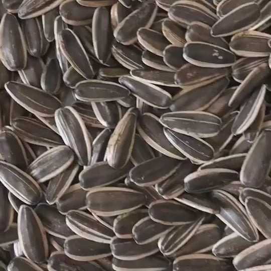 sunflower seeds