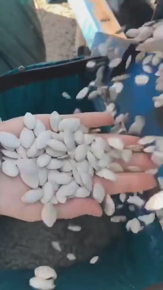 snow white pumpkin seeds