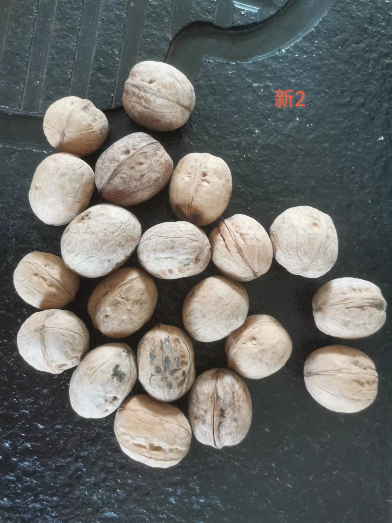 walnut 