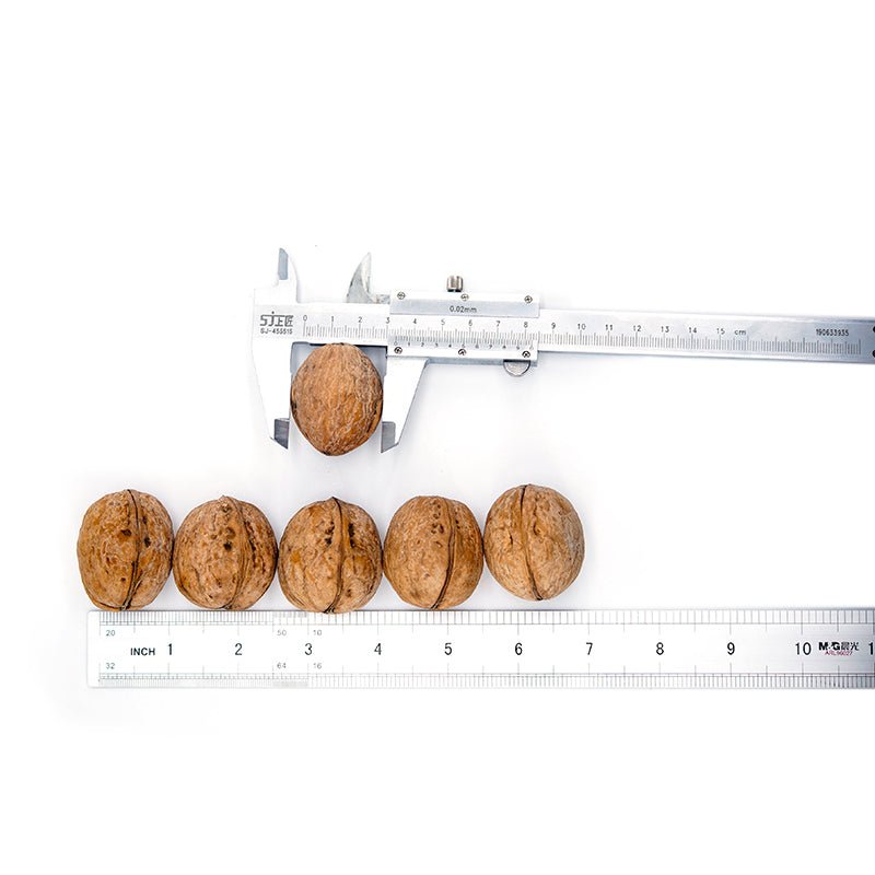 Hot sale in 2023 cheap price thin skin 185 walnuts from Chinese factories - Lnnuts