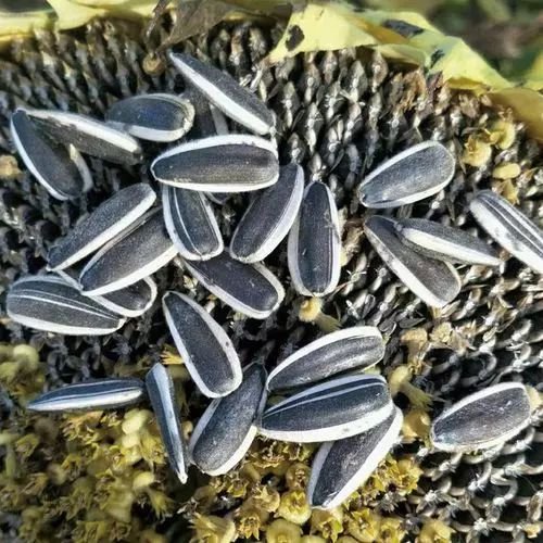 Human Consumption Sunflower Seeds Black Sunflower Kernel 361/601/3638/0409 Wholesale Price High-class New Crop 2022 - Lnnuts