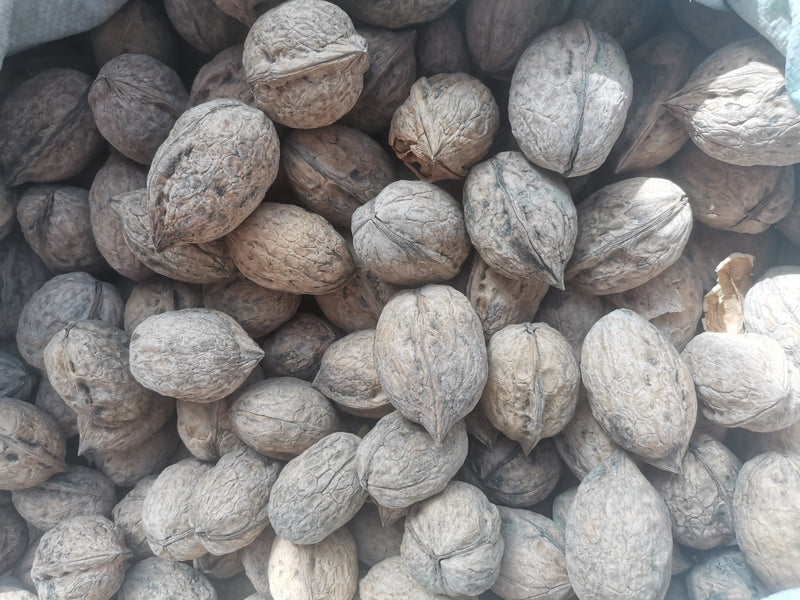 Professional dried fruit and nuts factory wholesale sale fresh and dried walnuts from China - Lnnuts