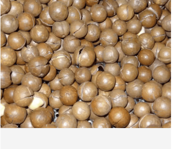 Raw organic chinese Macadamia nuts with shell and Without shell Wholesale - Lnnuts