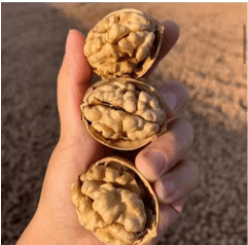 Raw Walnut Wholesale Top Class Walnut Kernels Dried Style Walnut. - Lnnuts