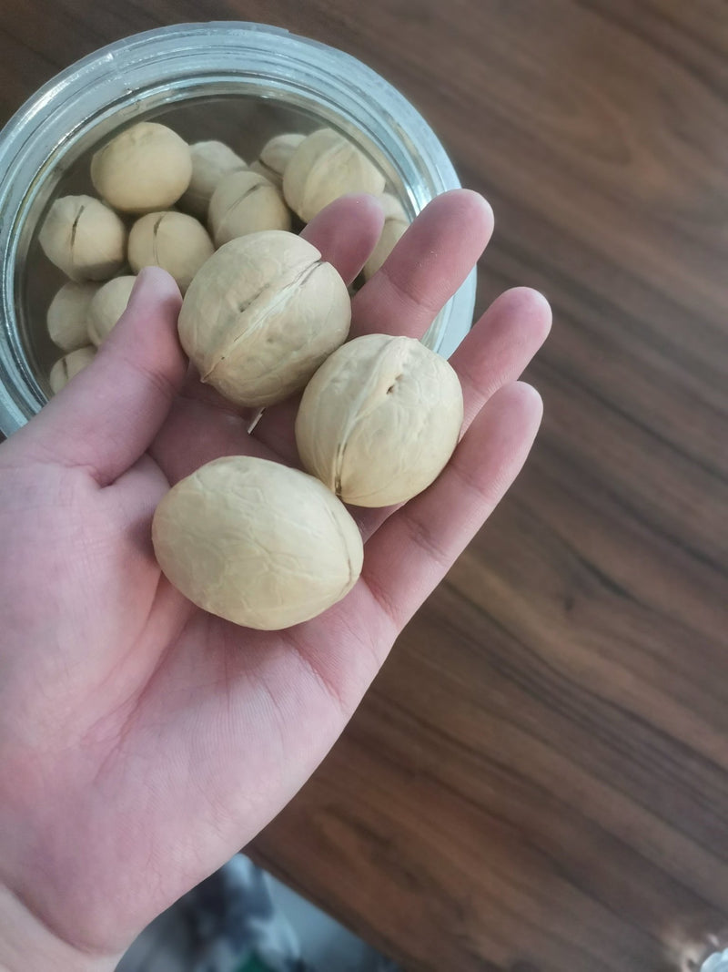 Wholesale 10kg/bag raw 185/33/xin2/xingfu walnuts - Lnnuts